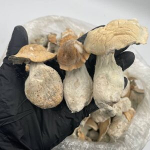 Shrooms